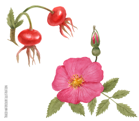 457x400 Page Cinnamon Roll On Curated Vector Illustrations, Stock