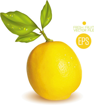 331x368 Citrus Vector Free Free Vector Download