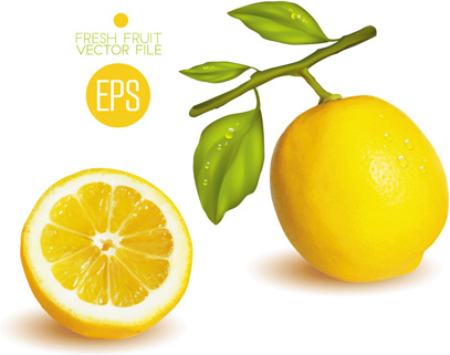 407x321 Fresh Fruit Citrus Vector Set Free Vector In Encapsulated