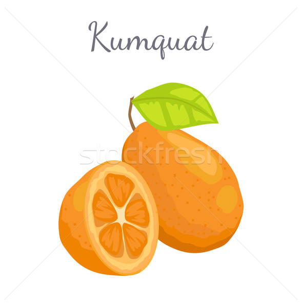 589x600 Kumquat Exotic Juicy Fruit Vector Isolated Citrus Vector