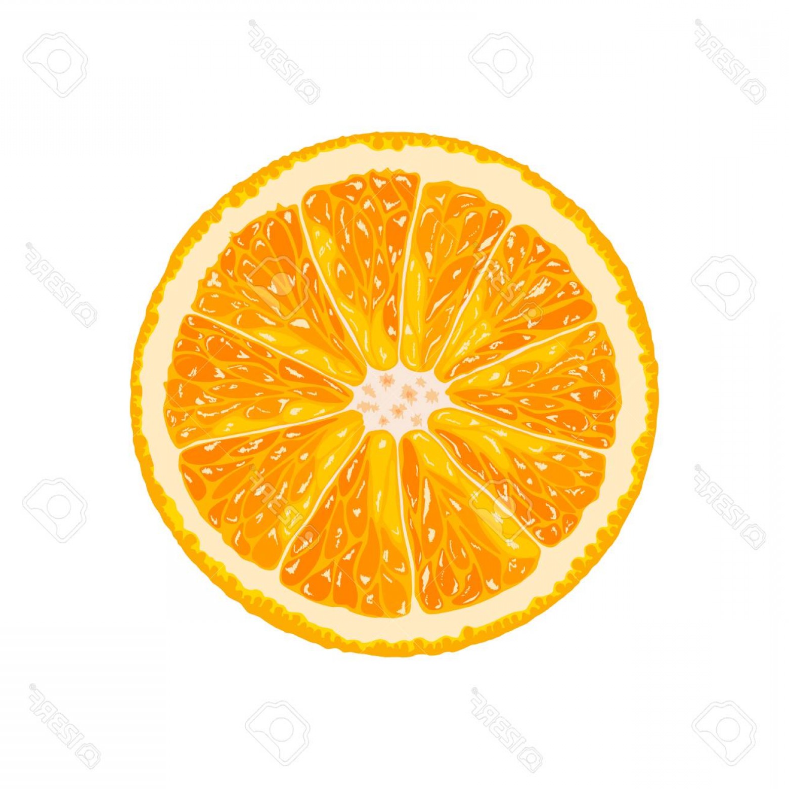 1560x1560 Photostock Vector Vector Orange Slice Illustration Of Citrus
