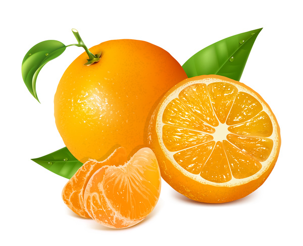 600x488 Realistic Citrus Vector Illustration Free Download