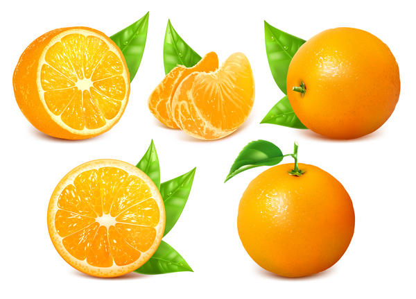 600x431 Realistic Citrus Vector Illustration Free Download