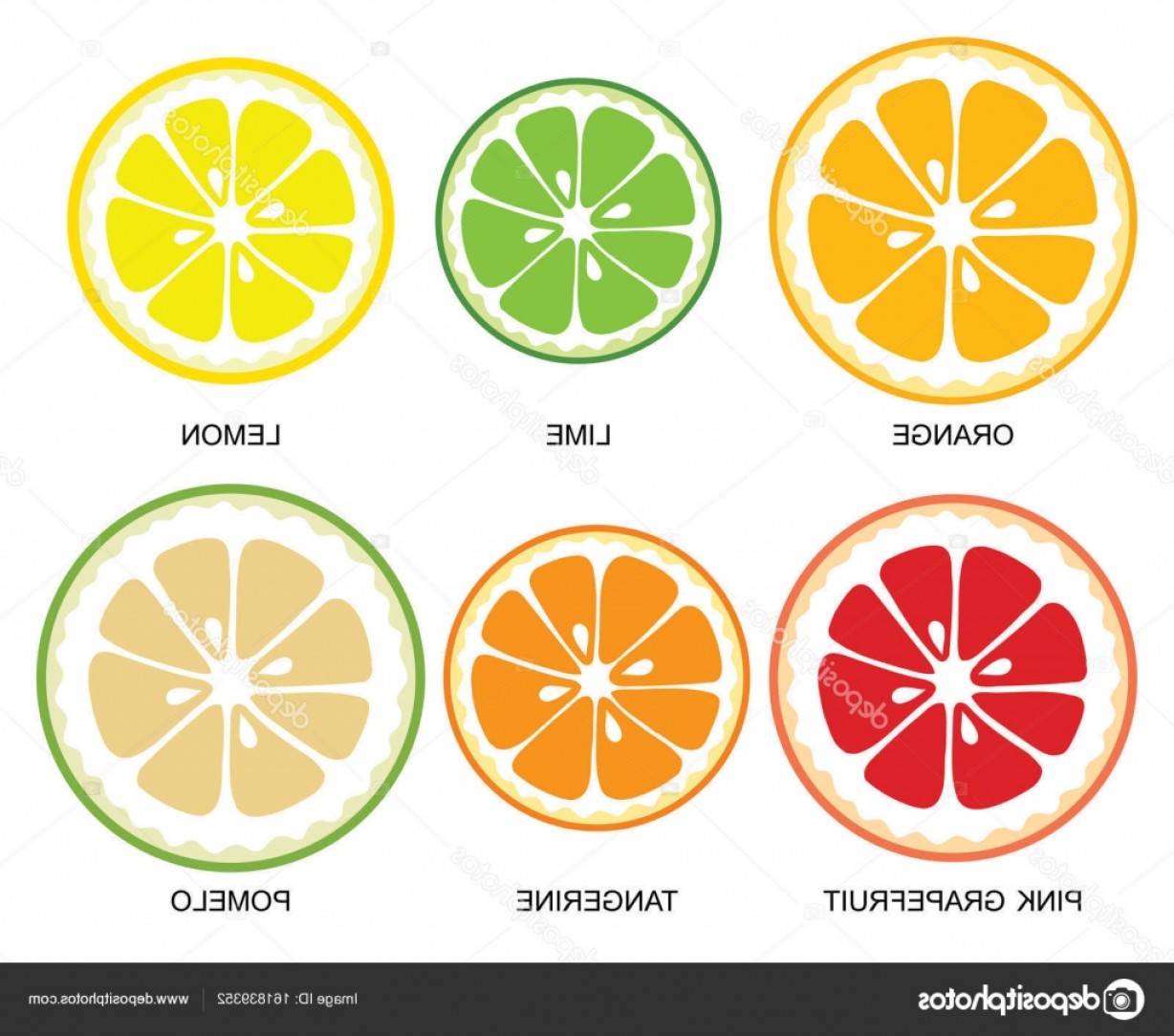 1228x1084 Stock Illustration Collection Of Vector Citrus Fruits Soidergi