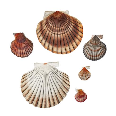 490x490 Clam Shell Varieties Vector