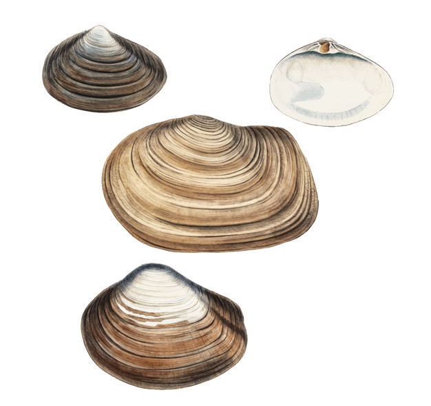 Clam Shell Varieties Vector Free Download 626x589 Clam Shell Varieties Vector Free Download