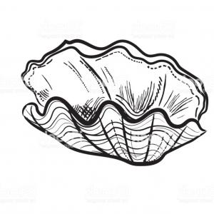 Engraving Style Marine And Nautical Element Clam Shell Gm Soidergi 300x300 Engraving Style Marine And Nautical Element Clam Shell Gm Soidergi