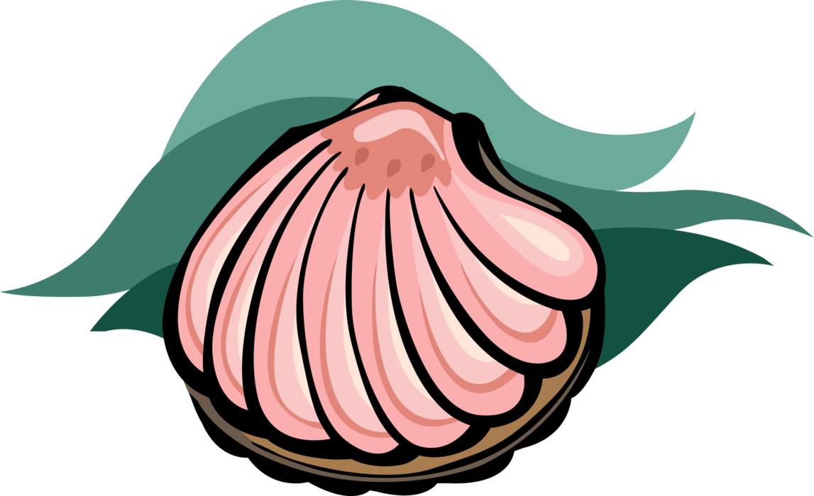 Clam Shell Vector at Vectorified.com | Collection of Clam Shell Vector