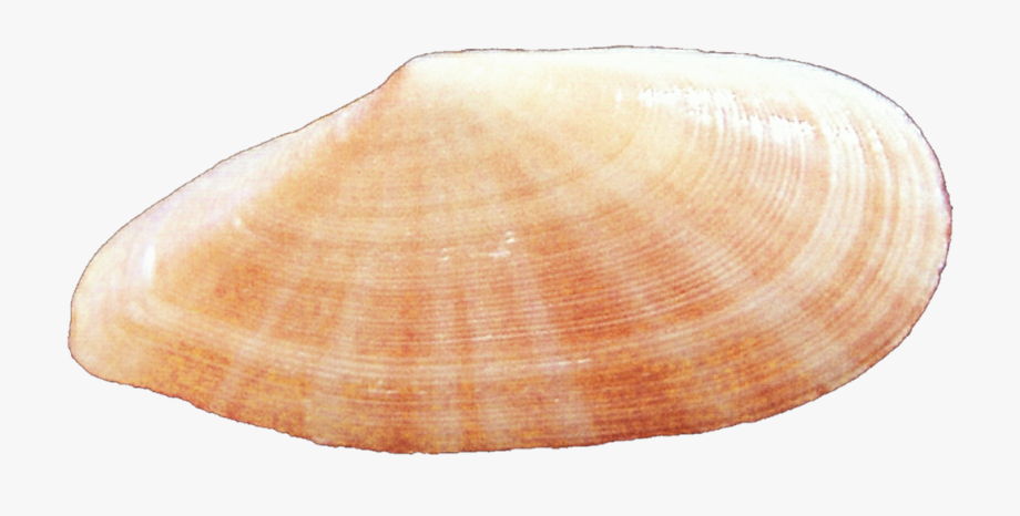 Раковина моллюска сканворд