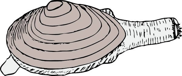 Clam Vector Free Vector Download 600x252 Clam Vector Free Vector Download