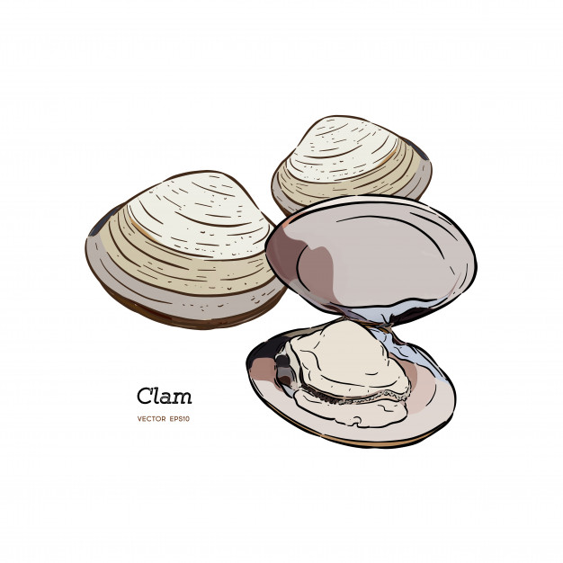 Clams, Mussels, Seafood, Sketch Style Vector Illustration Vector 626x626 Clams, Mussels, Seafood, Sketch Style Vector Illustration Vector