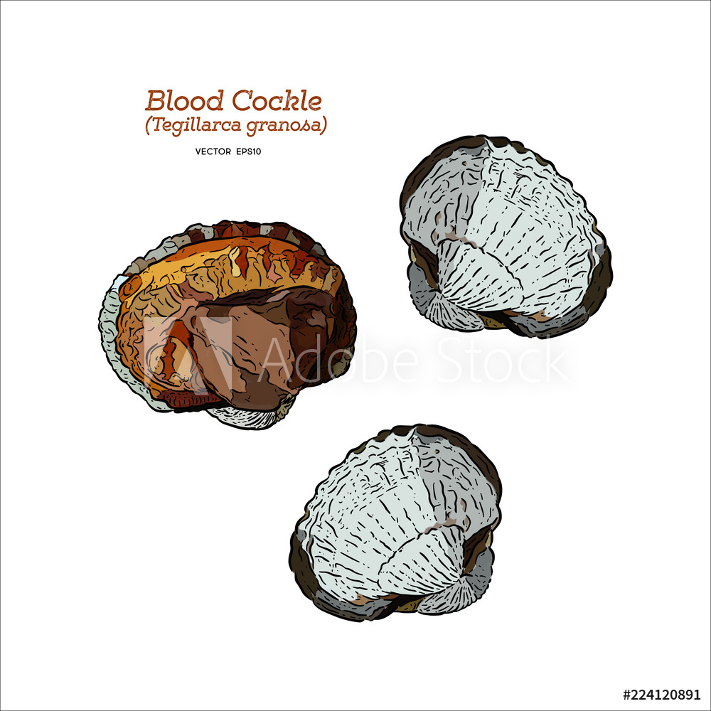 Blood Cockle Or Blood Clam, Hand Draw Sketch Vector 1000x1000 Blood Cockle Or Blood Clam, Hand Draw Sketch Vector