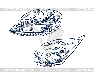 Mussel And Clam Seafood S 300x243 Mussel And Clam Seafood S