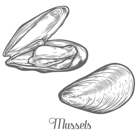 Mussels, Clam Seafood Marine Animal Sketch Vector Illustration 450x450 Mussels, Clam Seafood Marine Animal Sketch Vector Illustration