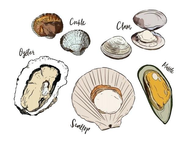 Clam Vector at Vectorified.com | Collection of Clam Vector free for