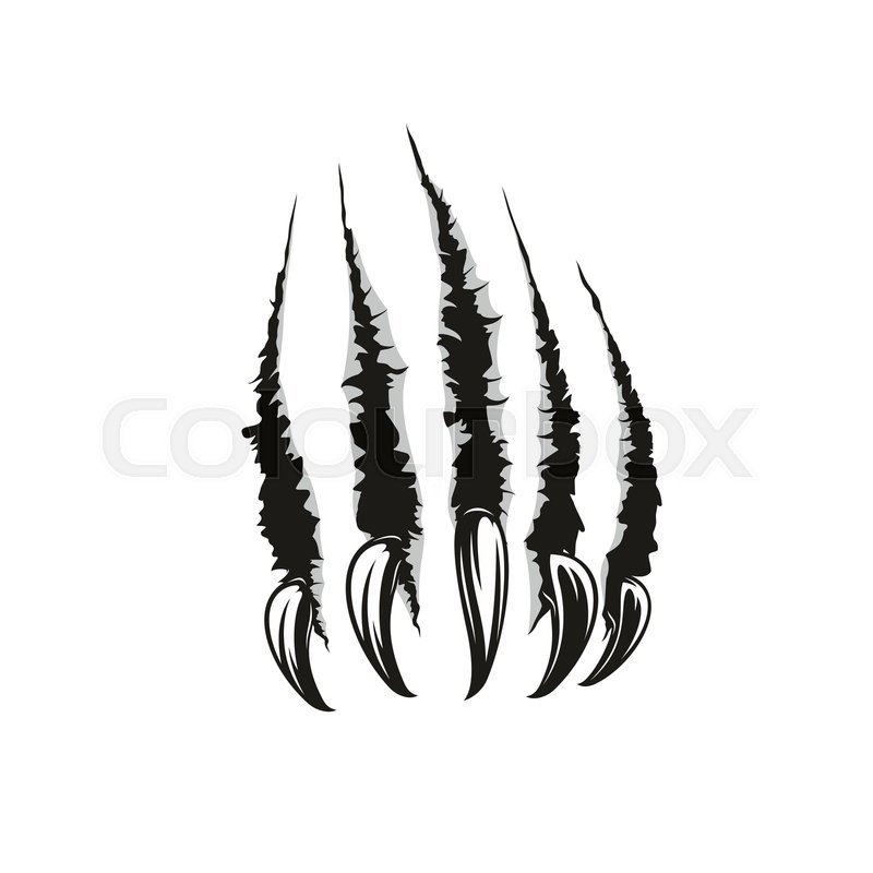 800x800 Claw Scratches Or Wild Animal Paw Torn Stock Vector Colourbox