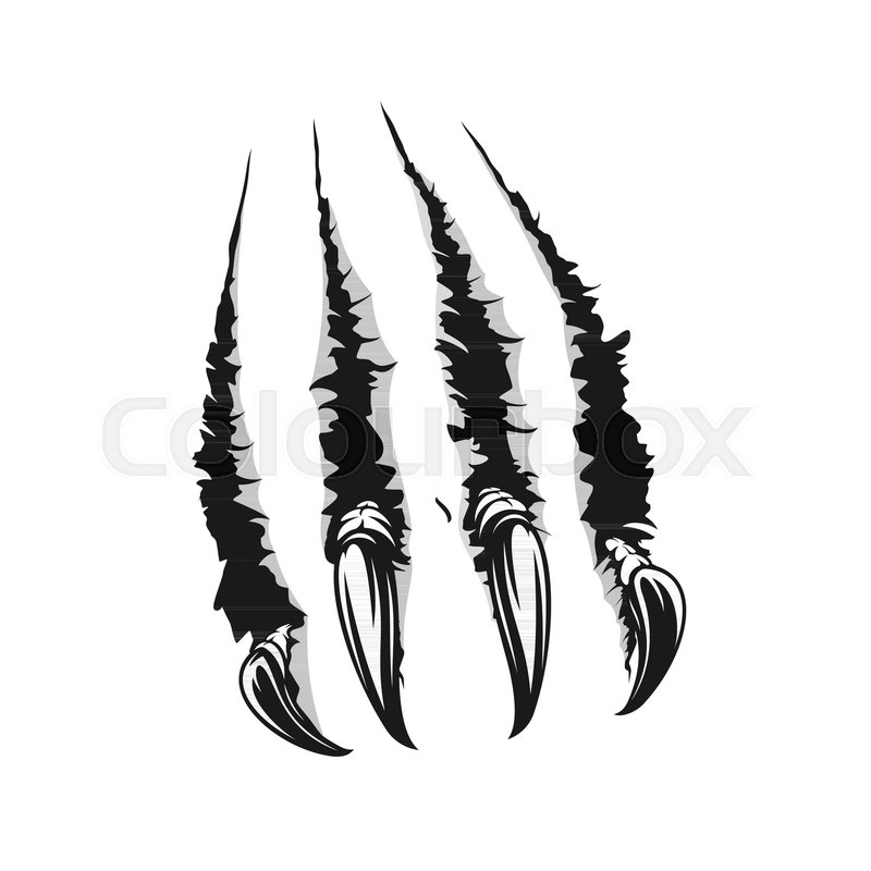 800x800 Scratch Claws Of Animals Realistic Stock Vector Colourbox
