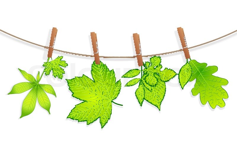 800x509 Green Leaves With Clothespin Vector Stock Vector Colourbox