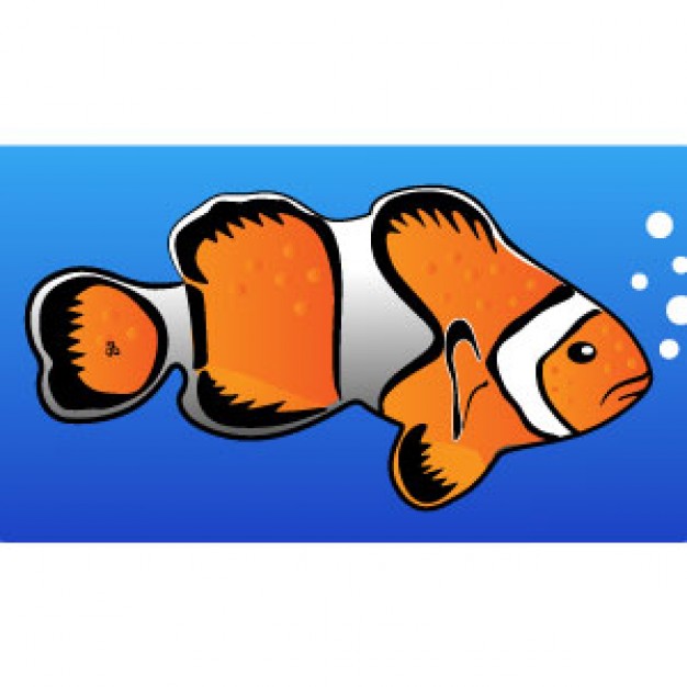 626x626 Clownfish Vectors, Photos And Free Download
