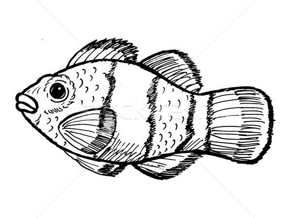600x450 Clown Fish Vector Illustration Oleksandr Kovalenko