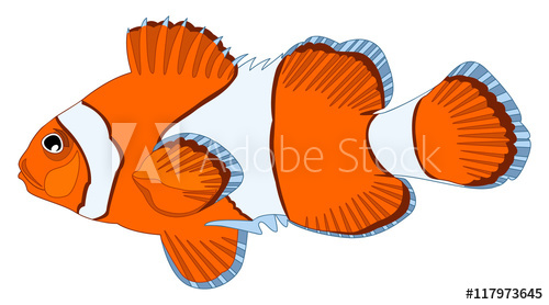 500x278 Tropical Clown Fish
