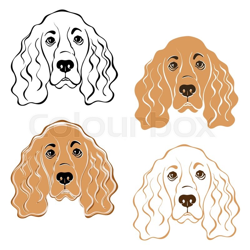 800x800 Cocker Spaniel Dog's Face Hand Drawn Stock Vector Colourbox