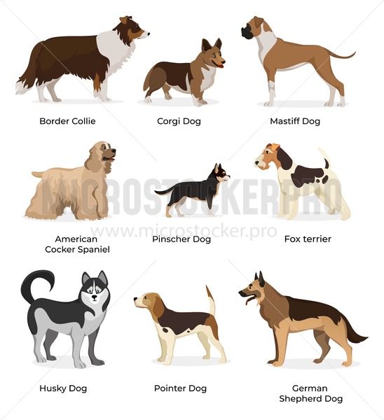 548x600 Dog Breeds Vector Collection Isolated On White Background Corgi