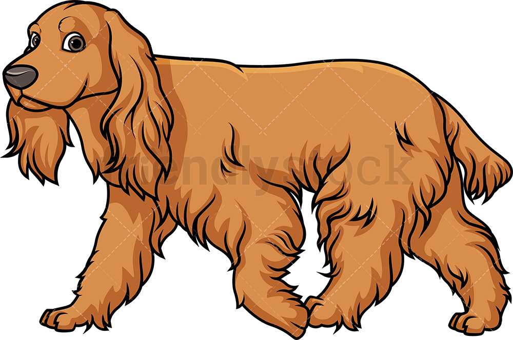 1000x663 English Cocker Spaniel Walking Cartoon Clipart Vector