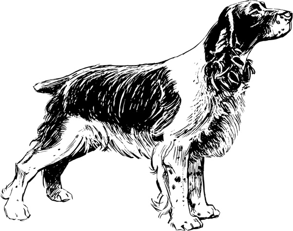 600x472 Spaniel Free Vector In Open Office Drawing