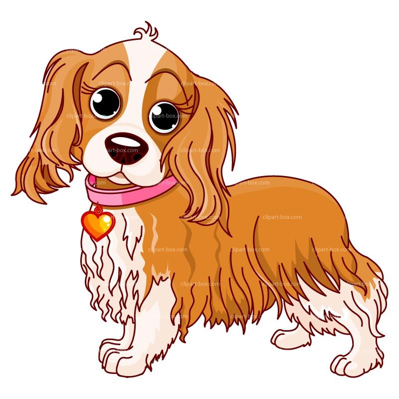 800x800 Clipart Dog Cocker Spaniel Royalty Free Vector Design