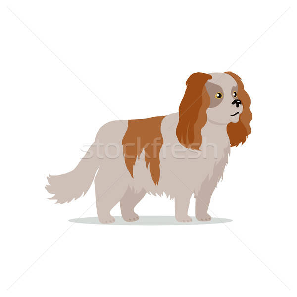 600x600 Cocker Spaniel Dog Breed Flat Design Illustration Vector
