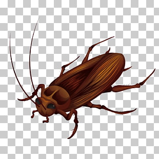 Cockroach Vector