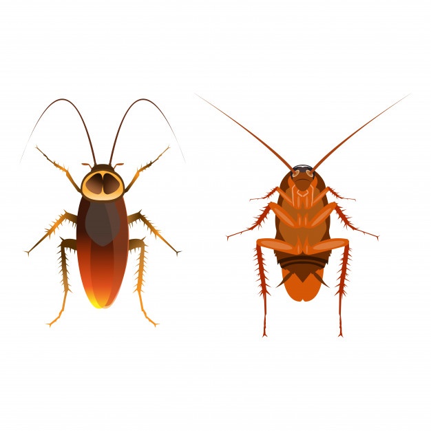 626x626 Cockroach Vectors, Photos And Free Download