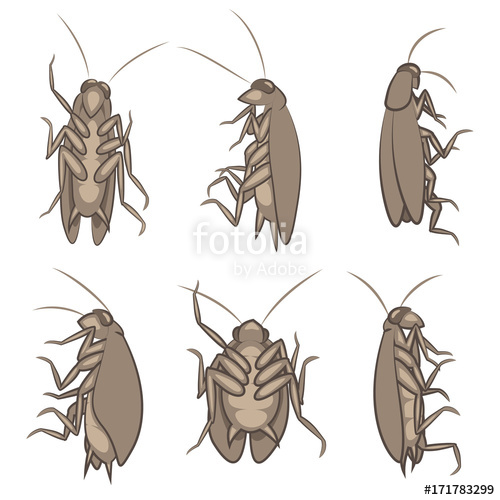 500x500 Cockroach Vector Illustration Of Various Cockroaches