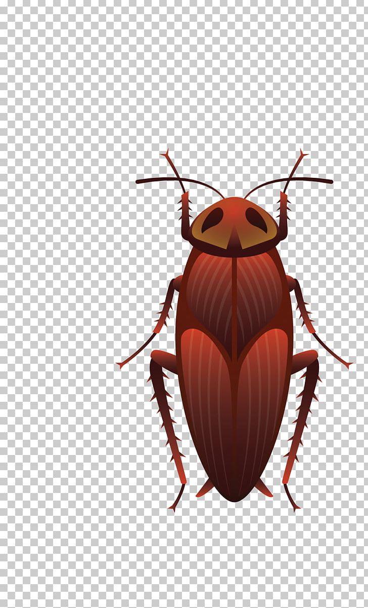 728x1200 Insect Wing Cockroach Bee Butterfly Png, Clipart, Animals, Ant
