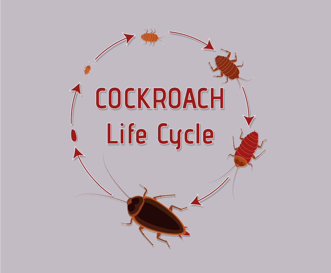 1136x936 Life Cycle Of Cockroach Vector Art Graphics