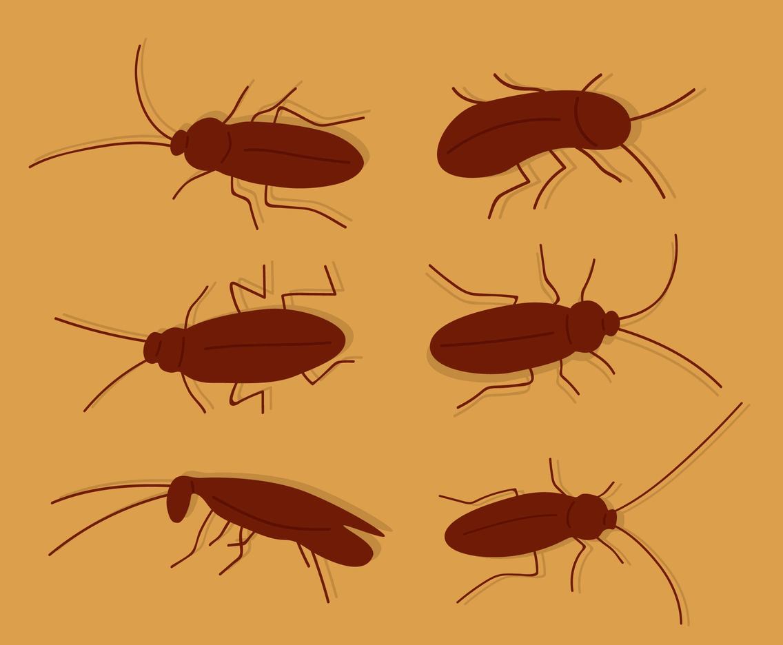 1136x936 Silhouette Cockroach Vector Vector Art Graphics