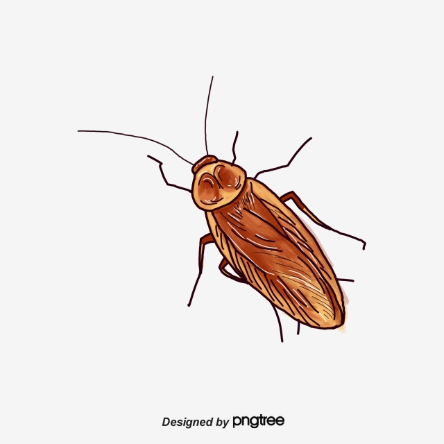 640x640 Cockroach Png, Vector, And Clipart With Transparent