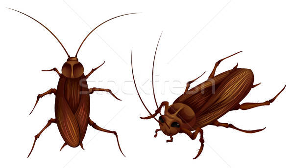 600x344 Cockroach Stock Vectors, Illustrations And Cliparts Stockfresh