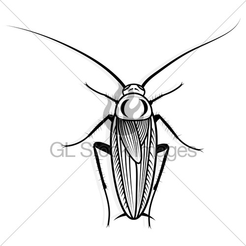 500x500 Cockroach Vector Design Vector Animal Illustration For T Gl