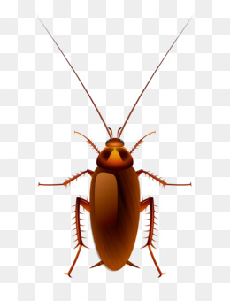 260x340 Cockroach Vector Png And Cockroach Vector Transparent Clipart Free