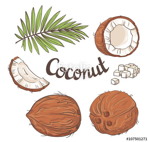 500x479 Coconut Set
