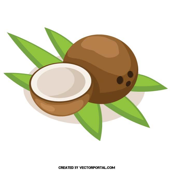 660x660 Coconut Fruit