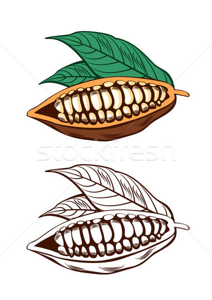 424x600 Cocoa Beans Vector Illustration Yulia Buchatskaya
