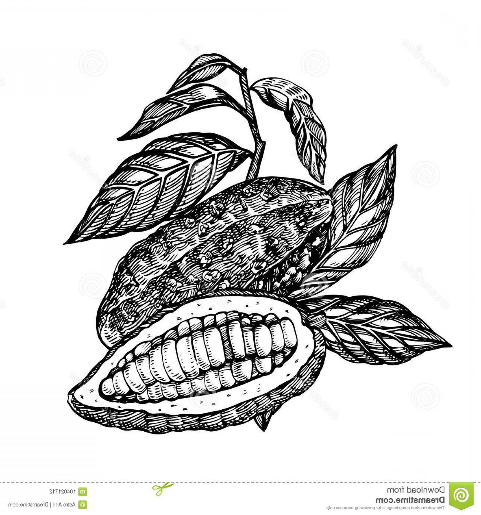 1560x1668 Chocolate Cocoa Beans Vector Illustration Engraved Style Sketched