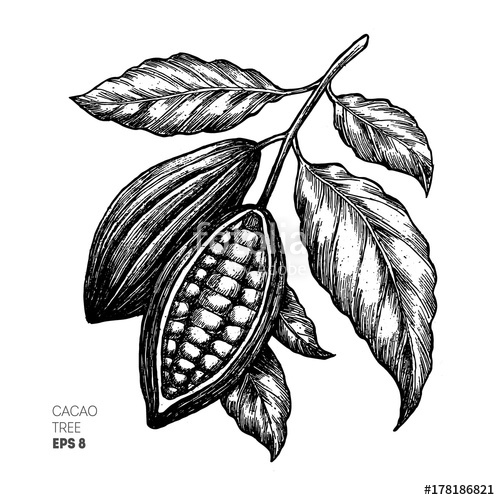 500x500 Cocoa Beans Illustration Engraved Style Illustration Chocolate
