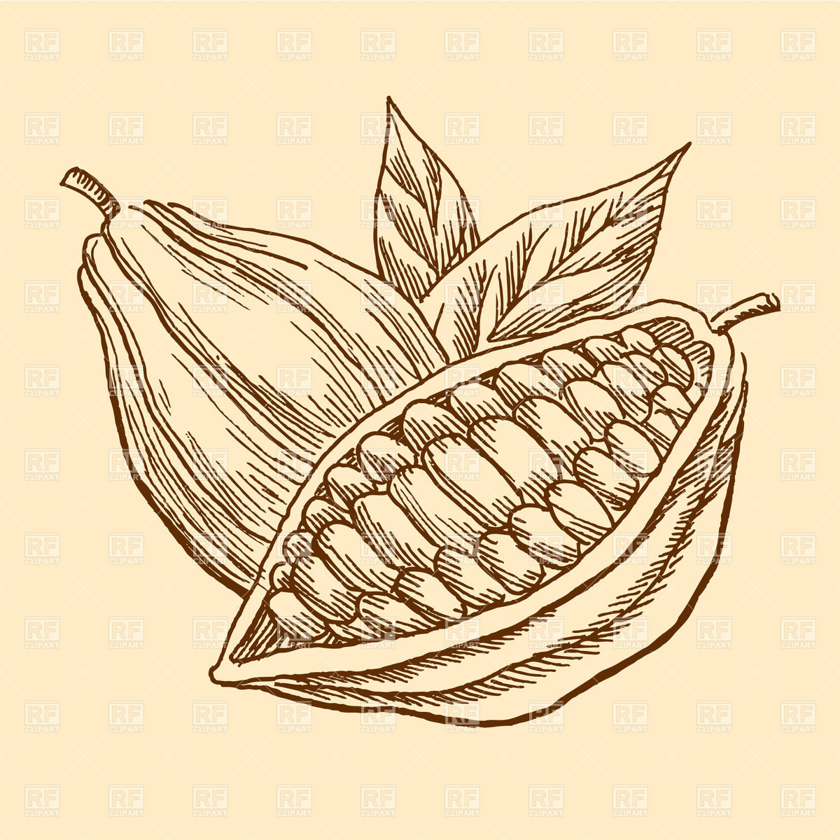1200x1200 Engraving Image Of Cocoa Beans Vector Image Of Backgrounds