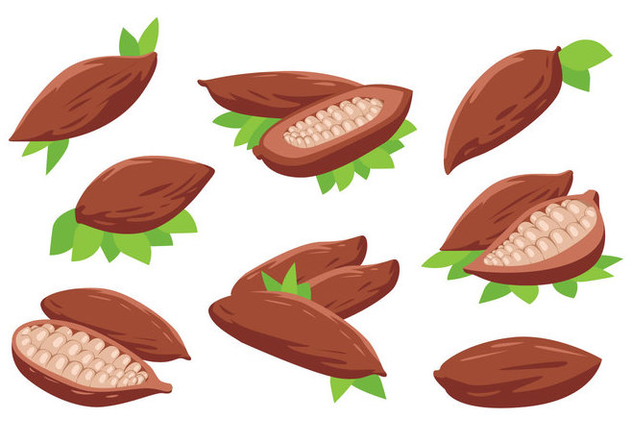 632x443 Free Cocoa Beans Vector Free Vector Download Cannypic