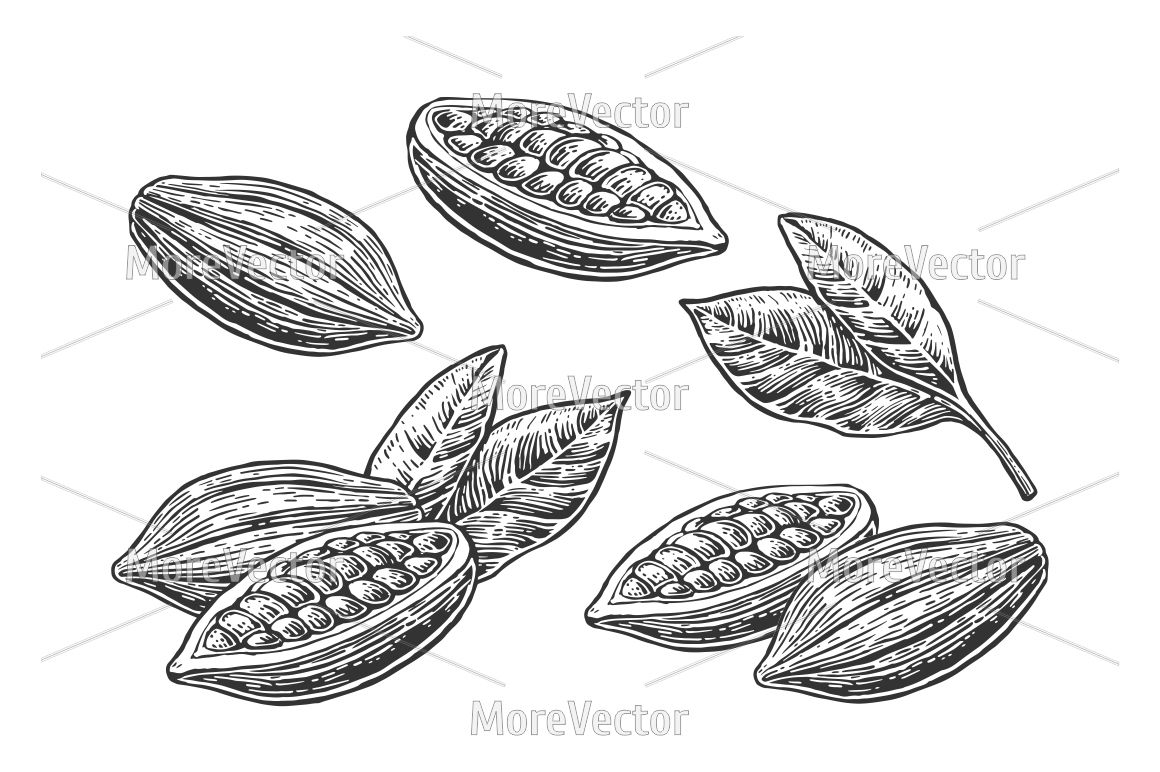 1160x772 Fruits Of Cocoa Beans Vector Vintage Color And Monochrome