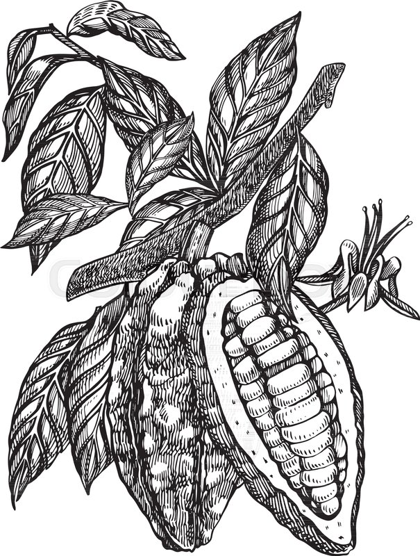 605x800 Chocolate Cocoa Beans Vector Stock Vector Colourbox